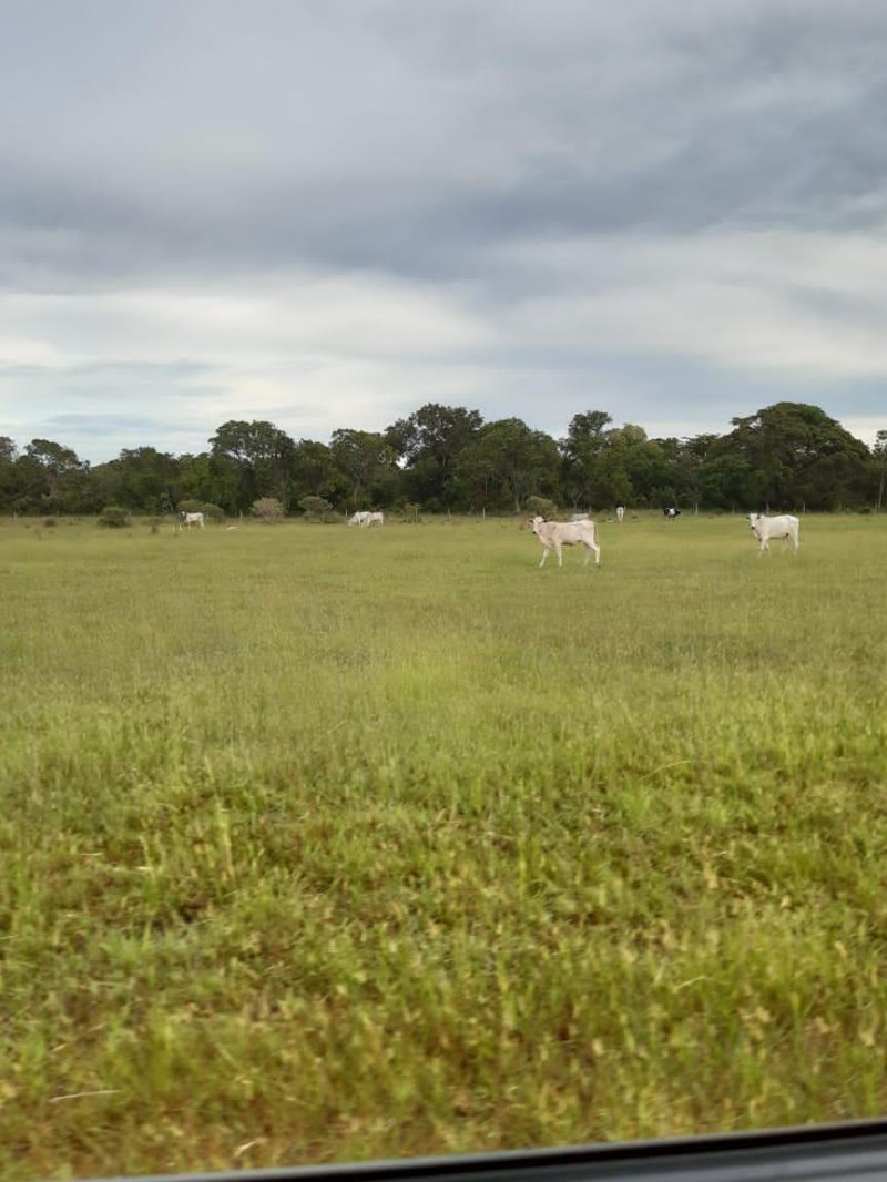 Fazenda - Venda - Rural - Coxim - MS